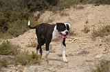 BOULEDOGUE AMERICAIN 429